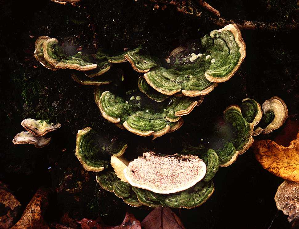 Cerrena unicolor